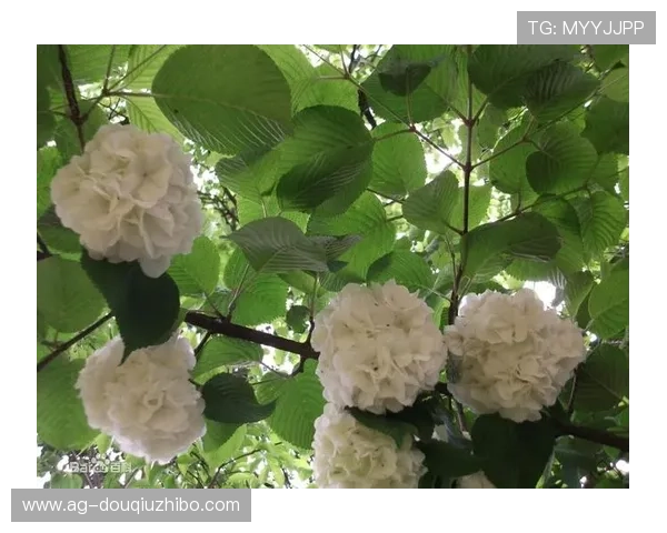 最新斗球体育tv下载链接分享，确保安全稳定的观看体验与高清直播